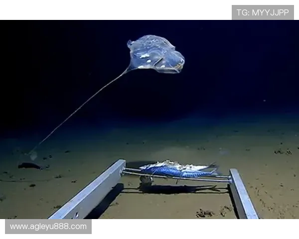 乐鱼全站下载官网正式入口安全稳定，海量精彩游戏尽在乐鱼全站下载官网